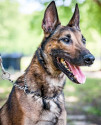 K9 Pepper | Greenville Police Department, North Carolina