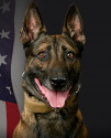 K9 Jack | Los Angeles County Sheriff's Department, California
