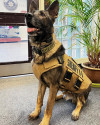 K9 Graffit | Jefferson County Sheriff's Office, Colorado