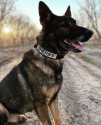K9 Duke | San Joaquin County Sheriff's Office, California
