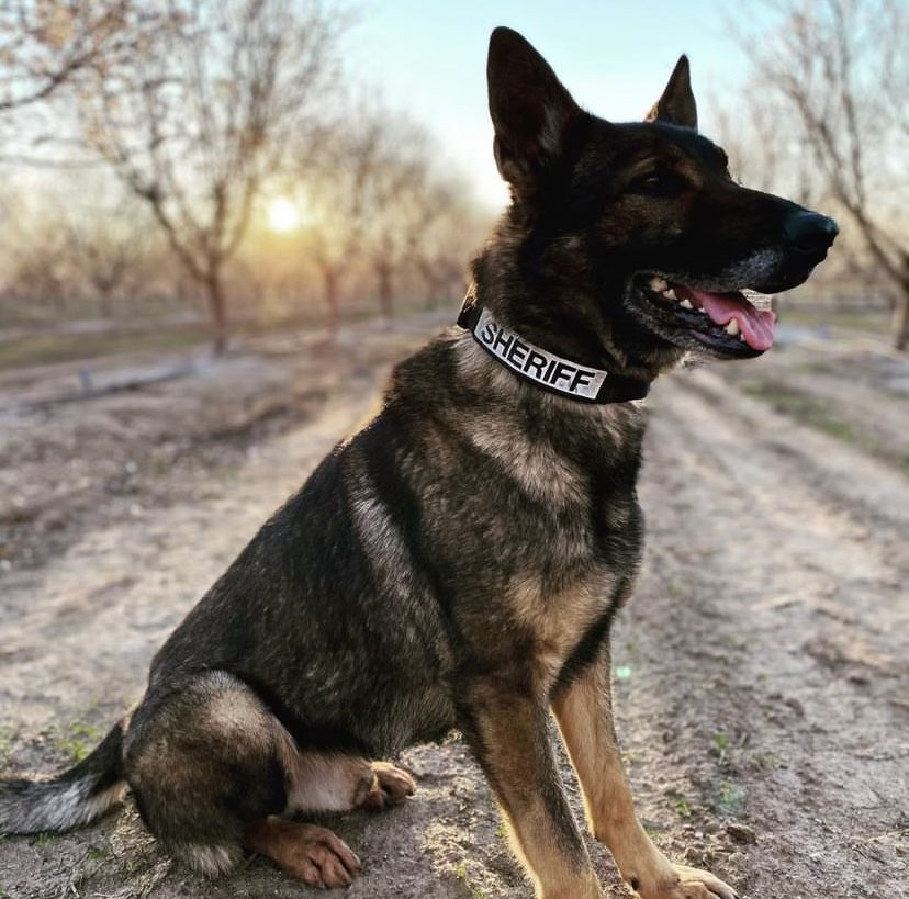 K9 Duke | San Joaquin County Sheriff's Office, California K9 Duke | San Joaquin County Sheriff's Office, California