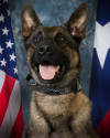 K9 Lenin | Baytown Police Department, Texas