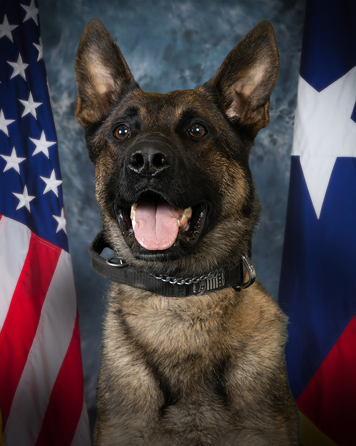 K9 Lenin | Baytown Police Department, Texas K9 Lenin | Baytown Police Department, Texas