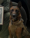 K9 Rudy | Riverside County Sheriff's Department, California