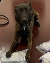 K9 Hudson | Kane County Sheriff's Office, Illinois