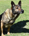 K9 Santos | Wake County Sheriff's Office, North Carolina