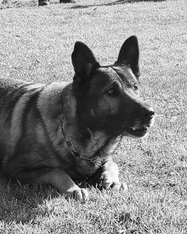 K9 Santos | Wake County Sheriff's Office, North Carolina K9 Santos | Wake County Sheriff's Office, North Carolina