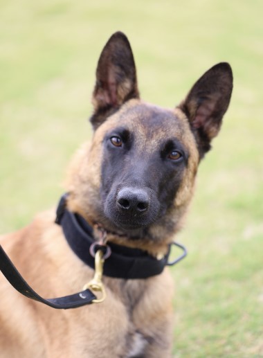 K9 Chase | Cobb County Police Department, Georgia K9 Chase | Cobb County Police Department, Georgia