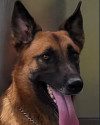 K9 Aron | Houston Police Department, Texas