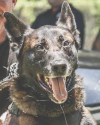 K9 Harrie | Shreveport Police Department, Louisiana