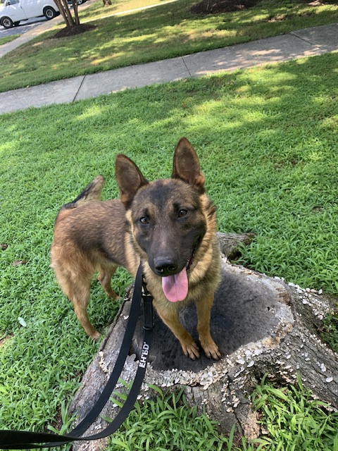 K9 Kuno | Forest Heights Police Department, Maryland K9 Kuno | Forest Heights Police Department, Maryland