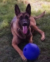 K9 Falco | Gary Police Department, Indiana