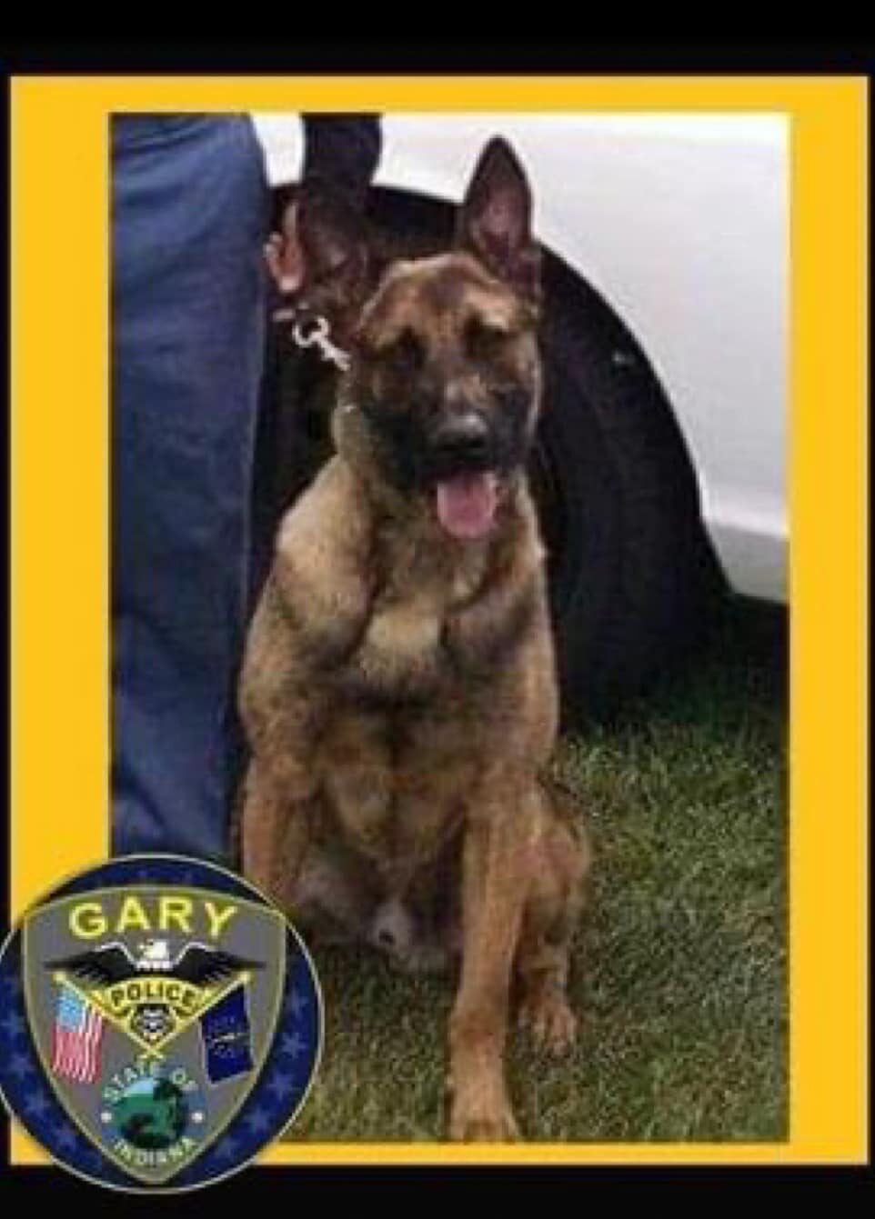 K9 Falco | Gary Police Department, Indiana K9 Falco | Gary Police Department, Indiana