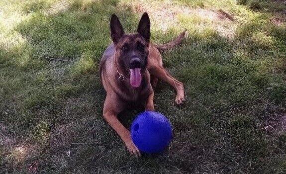 K9 Falco | Gary Police Department, Indiana K9 Falco | Gary Police Department, Indiana