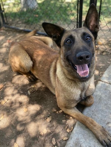 K9 Sir | San Diego Police Department, California K9 Sir | San Diego Police Department, California