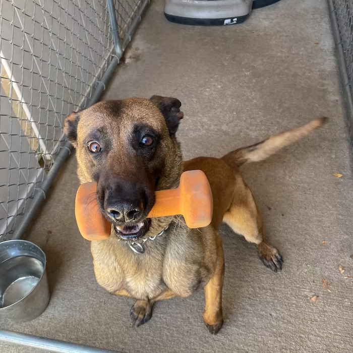 K9 Sir | San Diego Police Department, California K9 Sir | San Diego Police Department, California