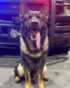 K9 Waro | Clayton County Police Department, Georgia
