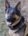 K9 Deebo | Harris County Sheriff's Office, Georgia