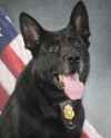 K9 Rio | Georgia Department of Natural Resources, Georgia