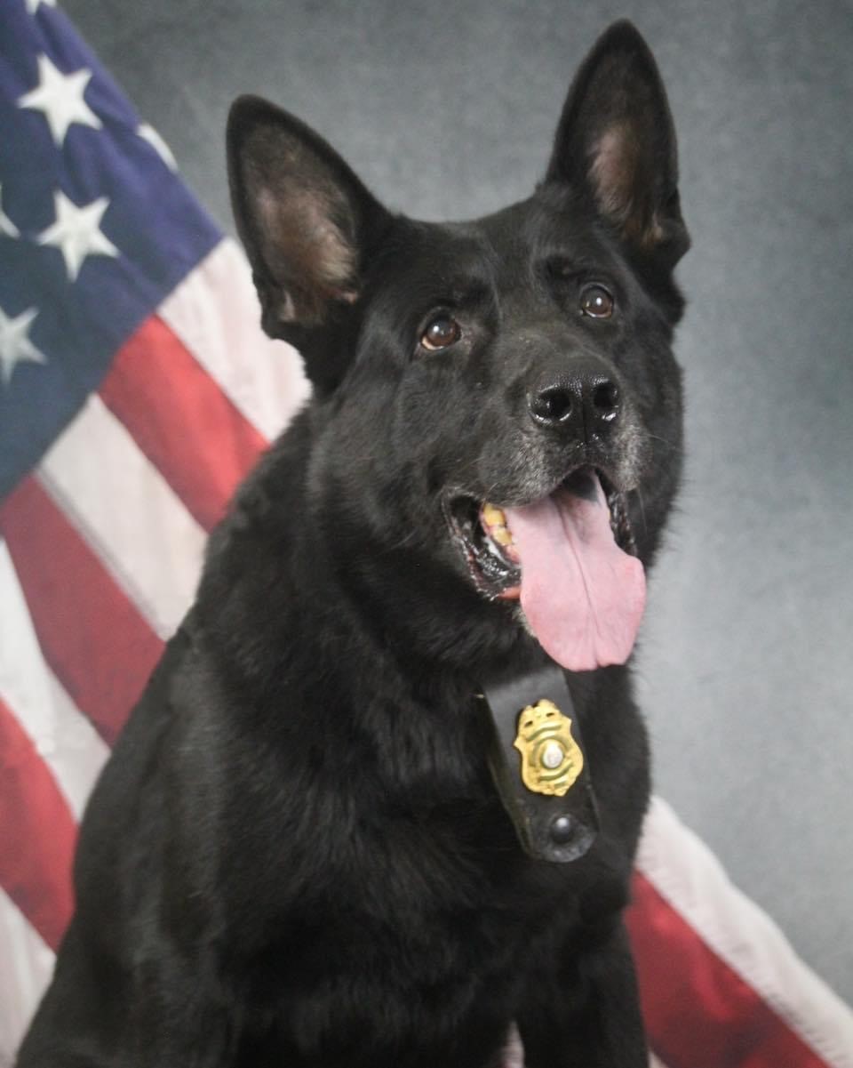 K9 Rio | Georgia Department of Natural Resources, Georgia K9 Rio | Georgia Department of Natural Resources, Georgia