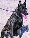 K9 Wessel | Lawton Police Department, Oklahoma