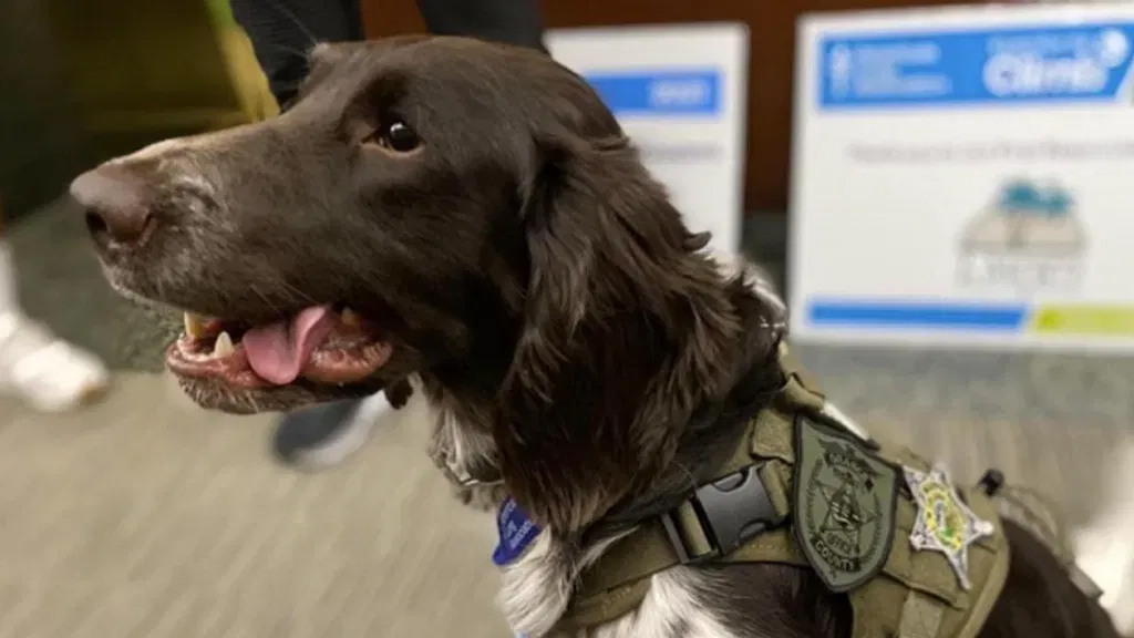 K9 Fredy | Orange County Sheriff's Office, Florida K9 Fredy | Orange County Sheriff's Office, Florida