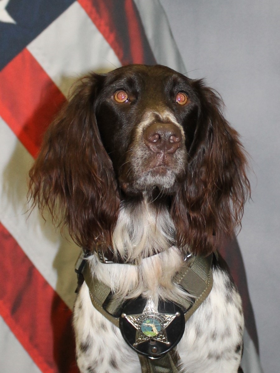 K9 Fredy | Orange County Sheriff's Office, Florida K9 Fredy | Orange County Sheriff's Office, Florida