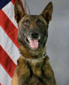 K9 Kenzo | Pima County Sheriff's Department, Arizona
