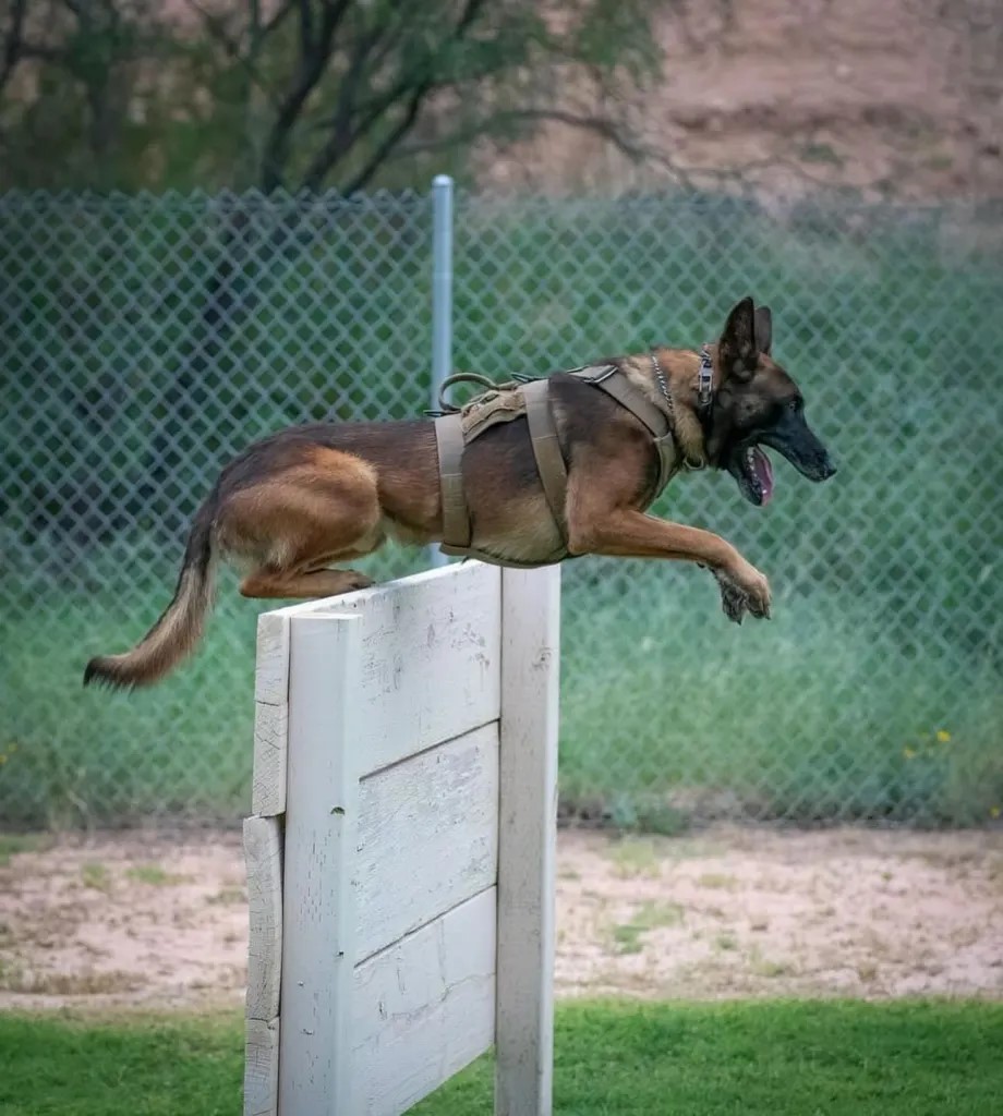 K9 Kenzo | Pima County Sheriff's Department, Arizona K9 Kenzo | Pima County Sheriff's Department, Arizona