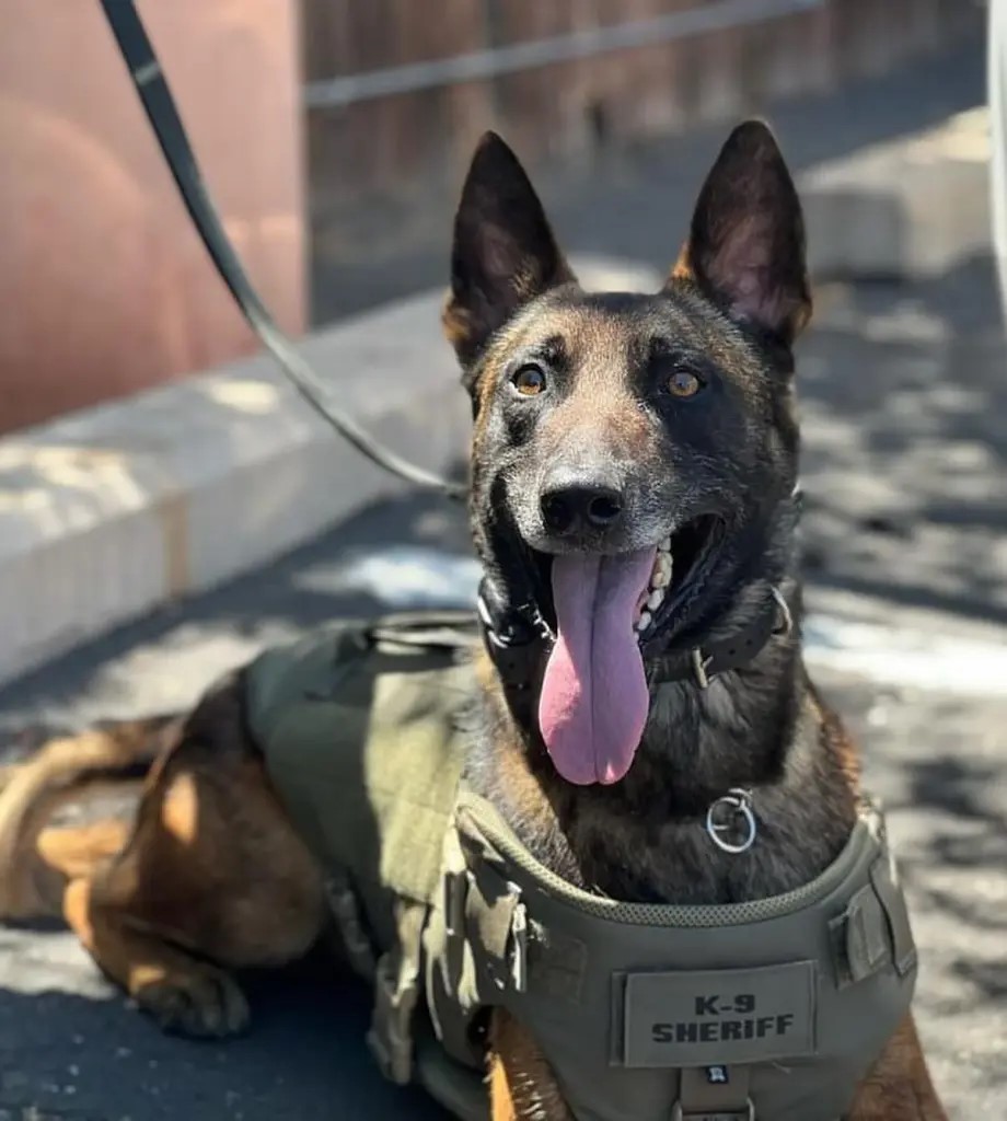 K9 Kenzo | Pima County Sheriff's Department, Arizona K9 Kenzo | Pima County Sheriff's Department, Arizona