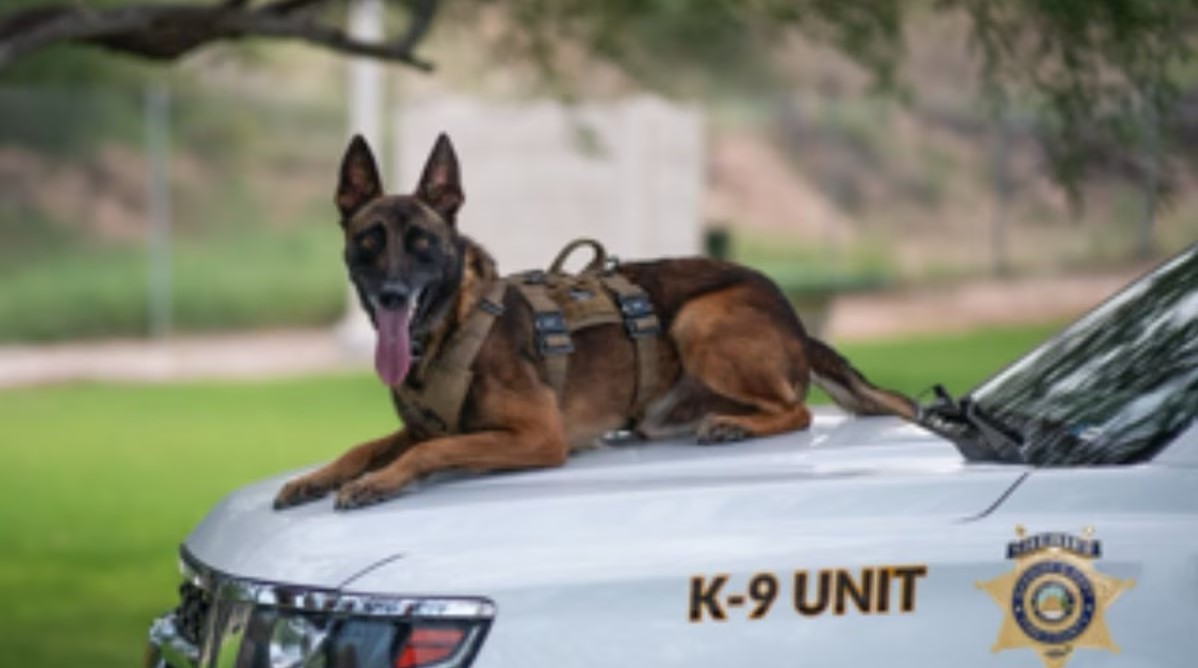 K9 Kenzo | Pima County Sheriff's Department, Arizona K9 Kenzo | Pima County Sheriff's Department, Arizona