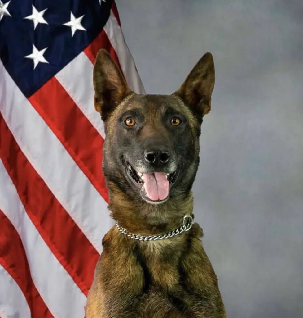 K9 Kenzo | Pima County Sheriff's Department, Arizona K9 Kenzo | Pima County Sheriff's Department, Arizona