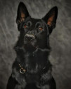 K9 Fury | Franklin Police Department, Ohio