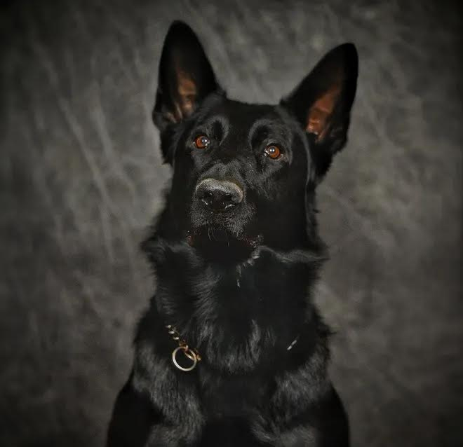 K9 Fury | Franklin Police Department, Ohio K9 Fury | Franklin Police Department, Ohio