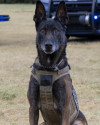 K9 Bane | Sedgwick County Sheriff's Office, Kansas