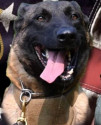 K9 Max | South Fulton Police Department, Georgia