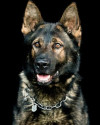 K9 Barrett | Montville Police Department, Connecticut