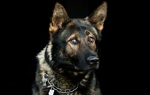 K9 Barrett | Montville Police Department, Connecticut K9 Barrett | Montville Police Department, Connecticut