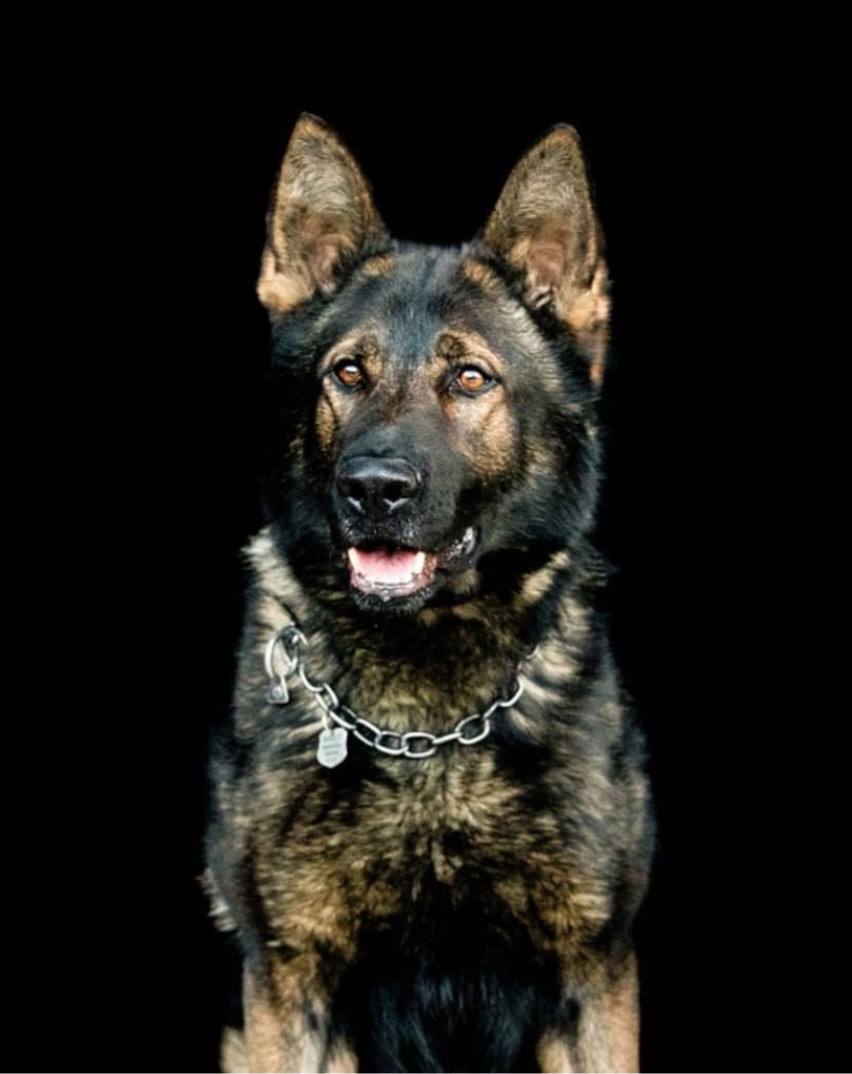 K9 Barrett | Montville Police Department, Connecticut K9 Barrett | Montville Police Department, Connecticut