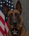 K9 Nyx | Rockford Police Department, Illinois