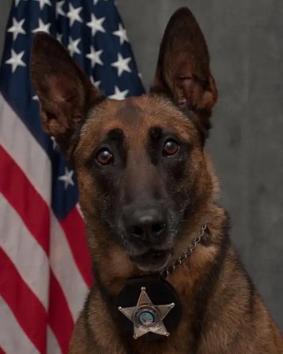 K9 Nyx | Rockford Police Department, Illinois K9 Nyx | Rockford Police Department, Illinois