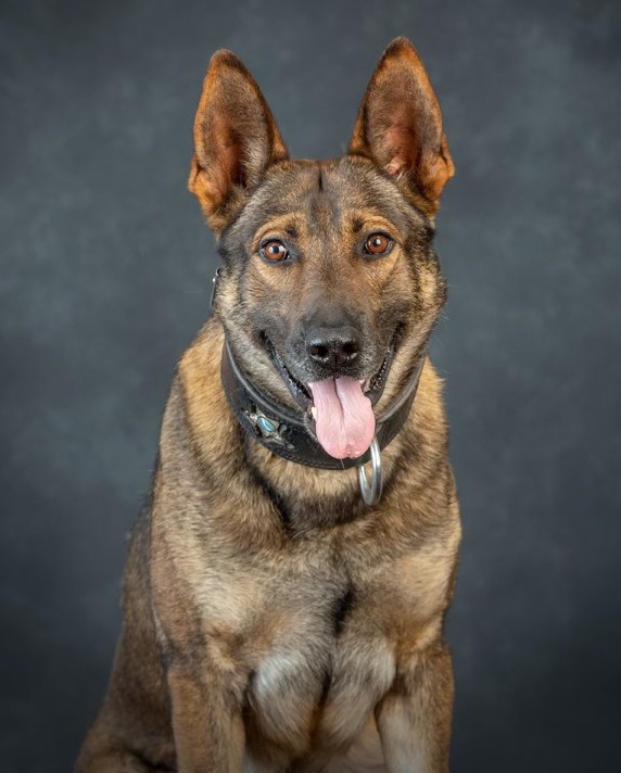 K9 Leo | Marion County Sheriff's Office, Florida K9 Leo | Marion County Sheriff's Office, Florida