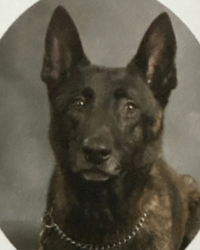 K9 Luca | DeSoto County Sheriff's Office, Mississippi K9 Luca | DeSoto County Sheriff's Office, Mississippi