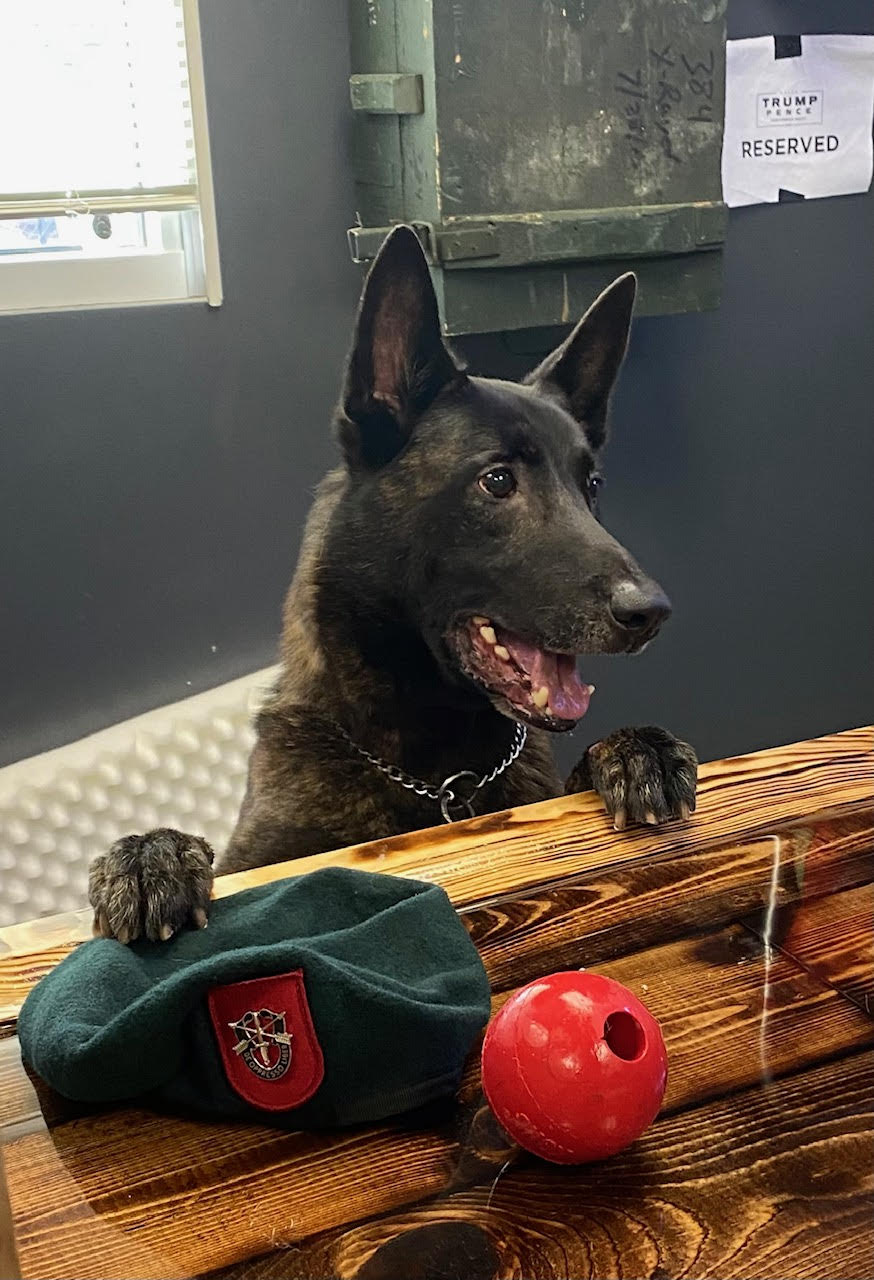 K9 Luca | DeSoto County Sheriff's Office, Mississippi K9 Luca | DeSoto County Sheriff's Office, Mississippi