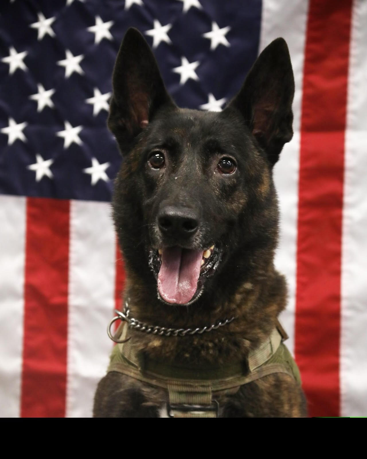 K9 Luca | DeSoto County Sheriff's Office, Mississippi K9 Luca | DeSoto County Sheriff's Office, Mississippi