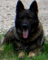 K9 Blek | Harris County Constable's Office - Precinct 4, Texas