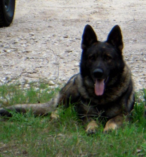 K9 Blek | Harris County Constable's Office - Precinct 4, Texas K9 Blek | Harris County Constable's Office - Precinct 4, Texas