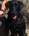 K9 Dexter | Idaho Department of Fish and Game, Idaho