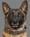 K9 Wick | Richland County Sheriff's Department, South Carolina