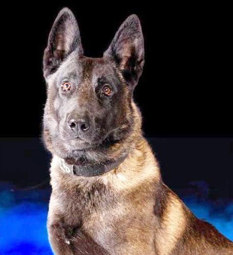 K9 Vader | Arnold Police Department, Missouri K9 Vader | Arnold Police Department, Missouri